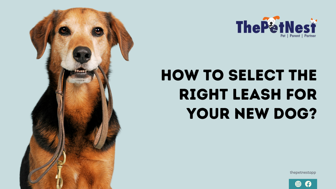 How to select the right leash for your new dog?