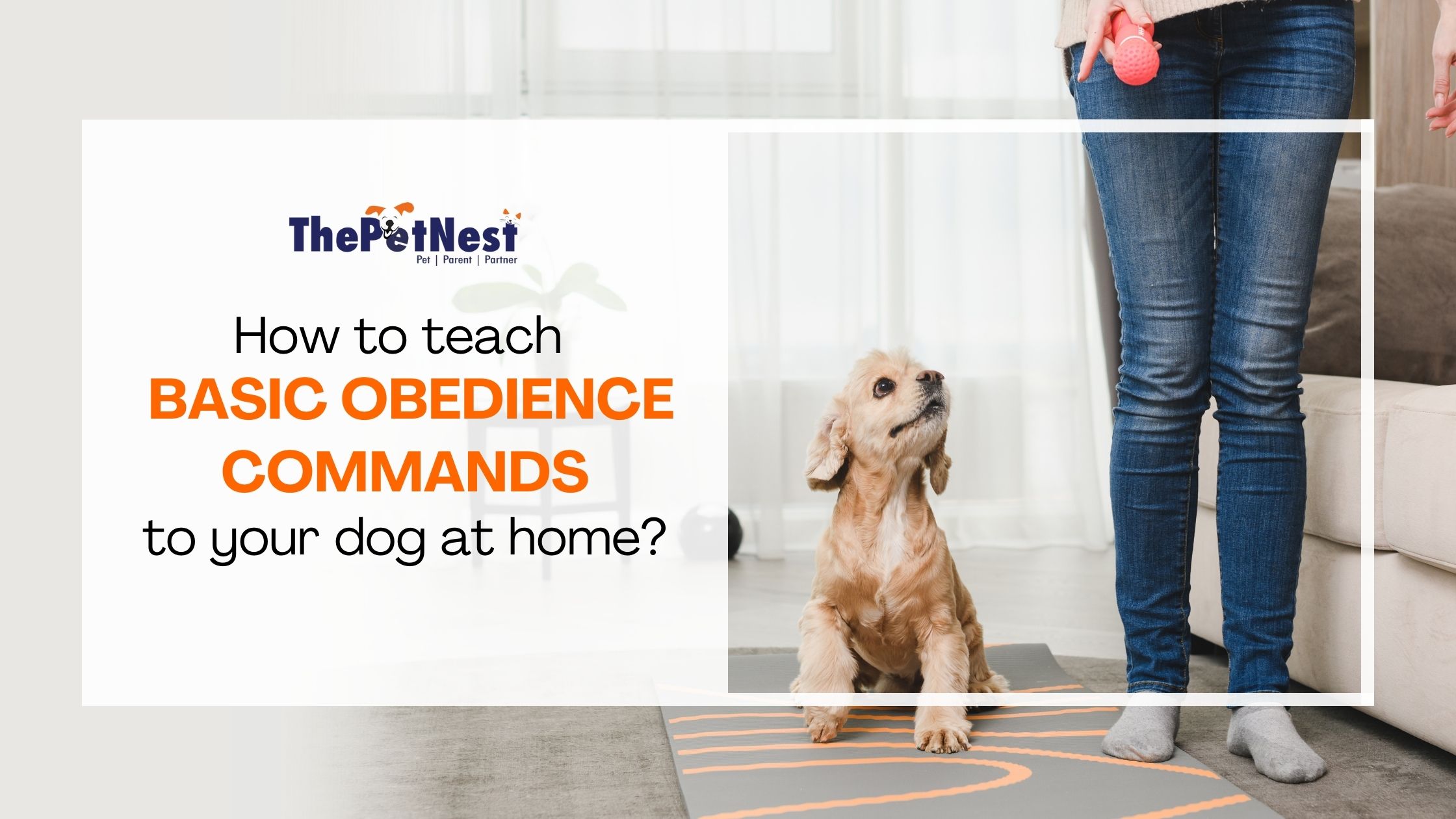 How to teach basic obedience commands to your dog at home?
