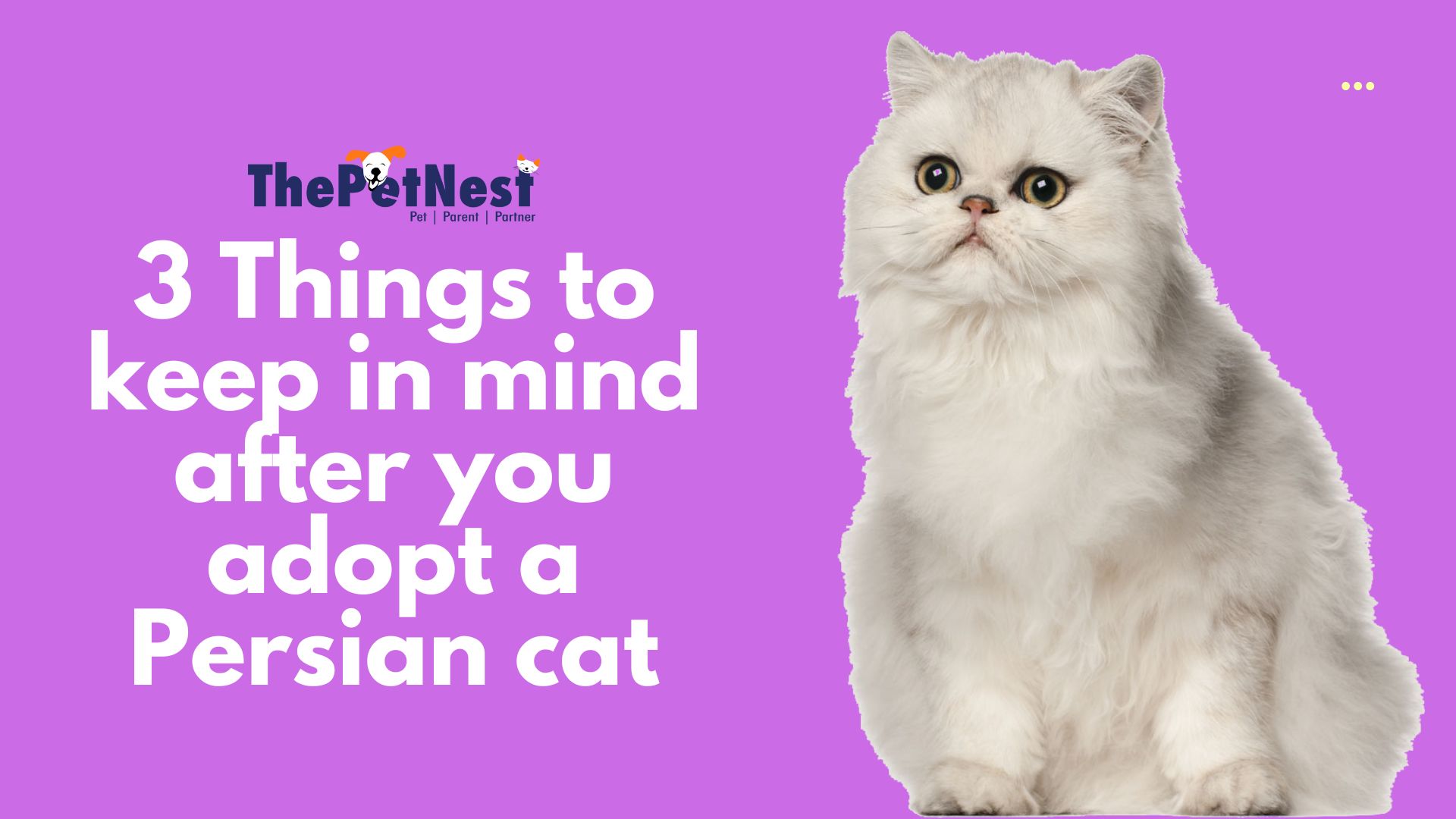 3 Things to keep in mind after you adopt a Persian cat