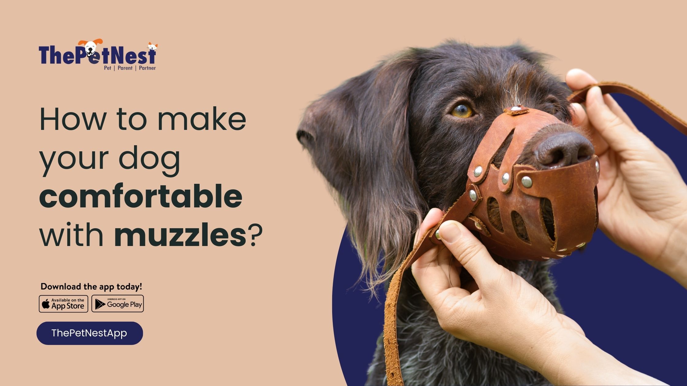 How to make your dog comfortable with muzzles?