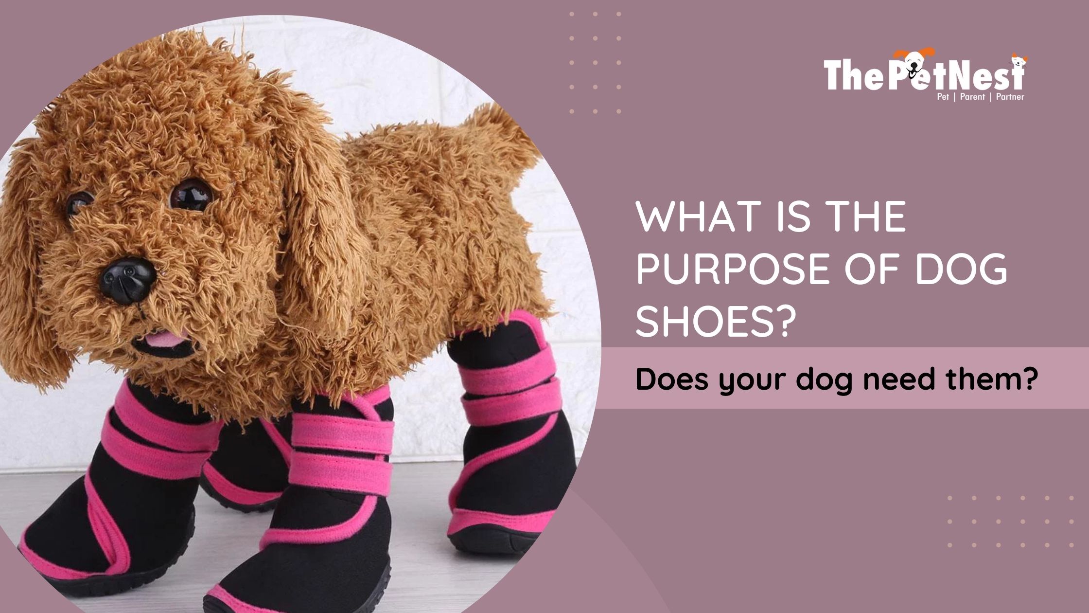 What is the purpose of dog shoes? Does your dog need them?