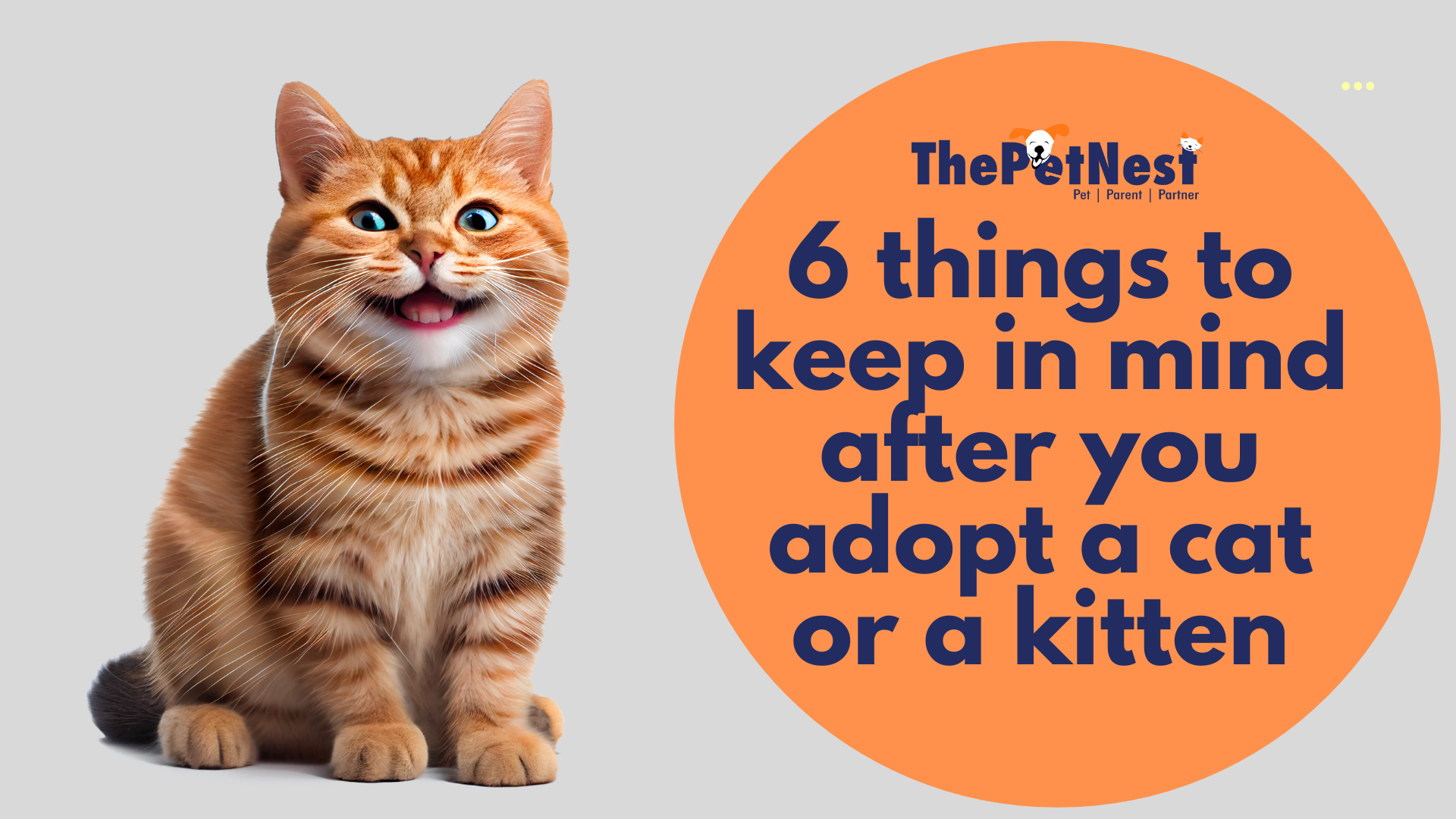 6 things to keep in mind after you adopt a cat or a kitten