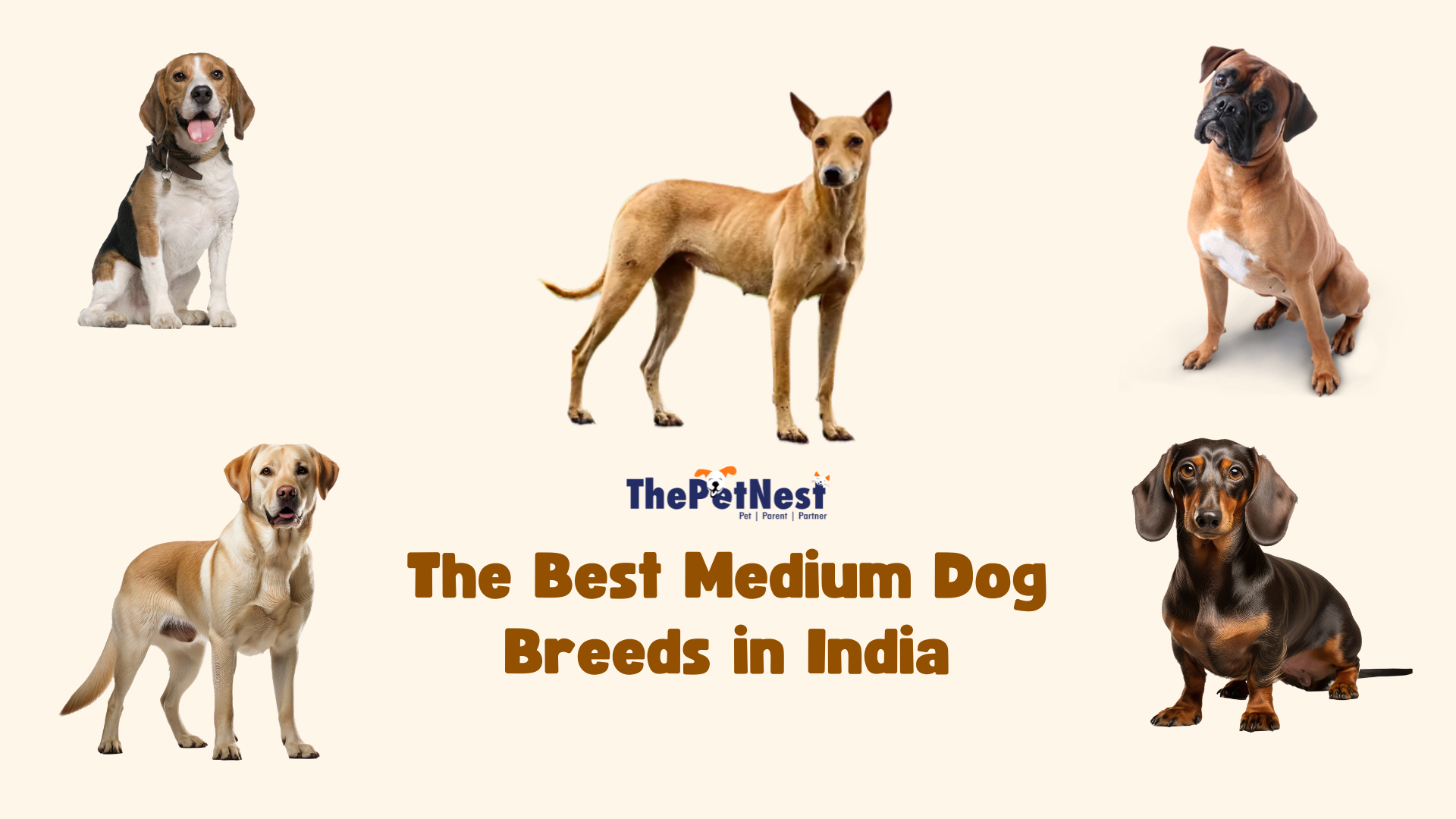 Top 5 Best Medium Dog Breeds in India