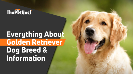 Golden Retriever dog, Description & Facts